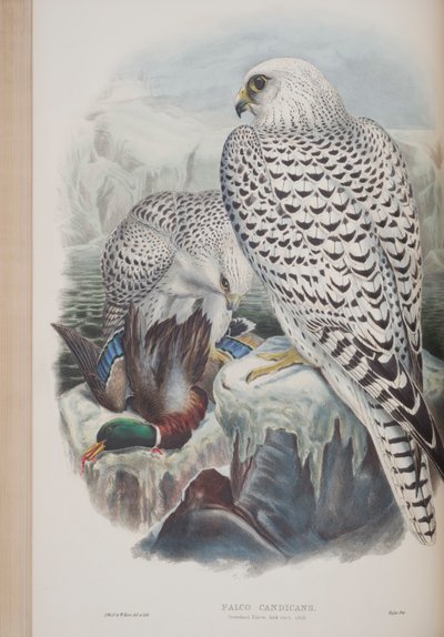 Falco Candicans, plate from The Birds of Great Britain by John Gould by John Gould